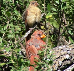 DSCF5060cardinal27
