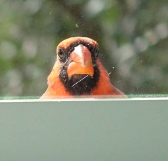 DSCF5623cardinal28