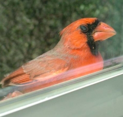 DSCF5624cardinal29