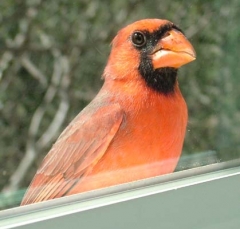 DSCF5625cardinal30