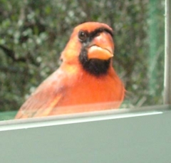 DSCF5626cardinal31