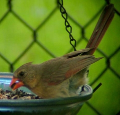 cardinal1