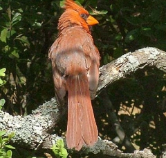 cardinal10