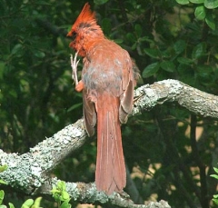 cardinal11