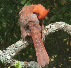 cardinal12_lg