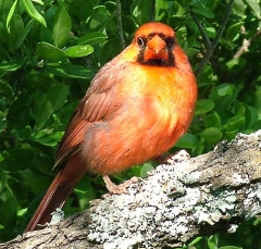 cardinal13_lg