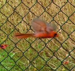 cardinal14