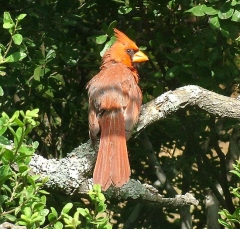 cardinal15_lg