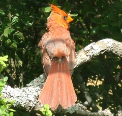 cardinal16_lg