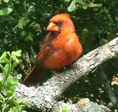 cardinal17