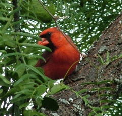 cardinal18_lg