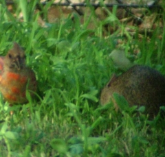 cardinal19