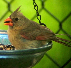 cardinal2