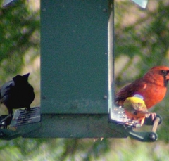 cardinal20