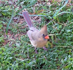 cardinal21