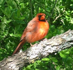 cardinal22_lg