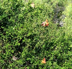 cardinal23
