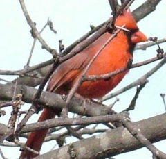 cardinal24