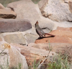 cardinal2635