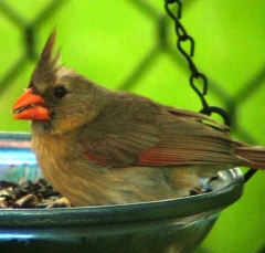 cardinal3
