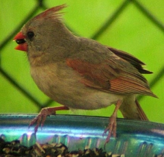 cardinal4