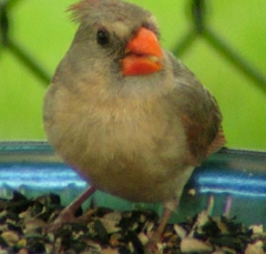 cardinal5