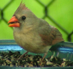 cardinal6