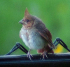cardinal7