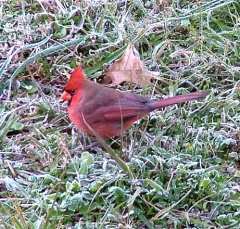 cardinal8