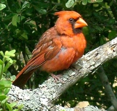 cardinal9