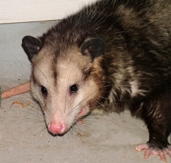 possom-3