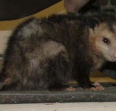 possum-1