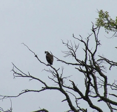 osprey1
