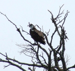 osprey2