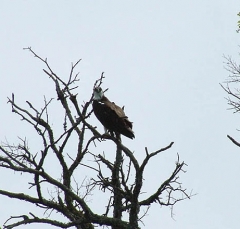 osprey3