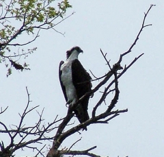 osprey4