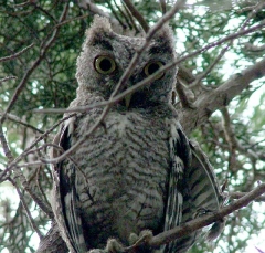eastern_screech_owl