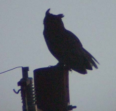 great_horned_owl