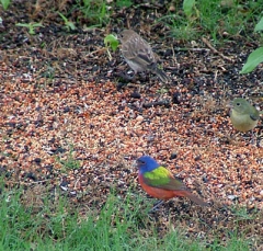 bunt15