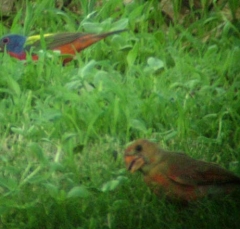bunt3