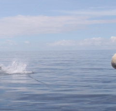 4555