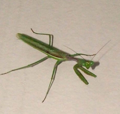 mantis1