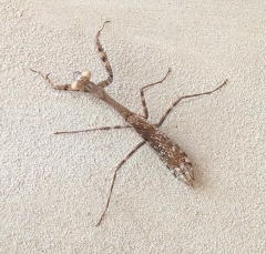 mantis2_lg
