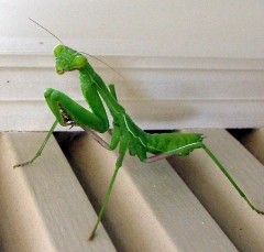 mantis3_lg