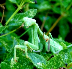 mantis4_lg