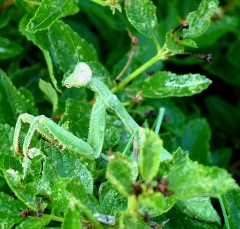 mantis5_lg