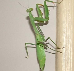 mantis6