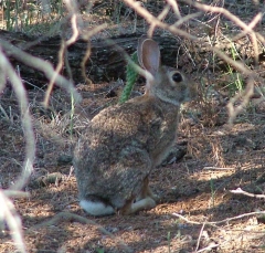 rabbit2_lg