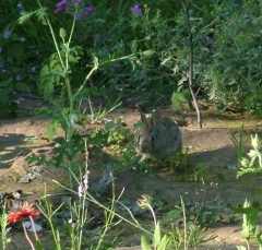 rabbit3