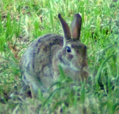 rabbit4